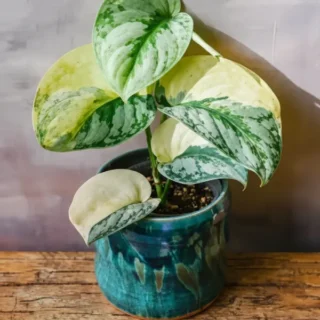 Scindapsus Exotica Aurea Variegated