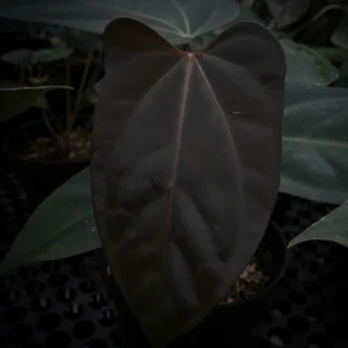 Anthurium Black Sweet x Goliath
