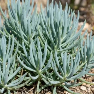 Bush Senecio Succulent | Upright Evergreen