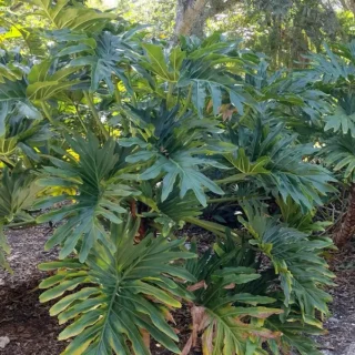 Philodendron Pinnatifidum