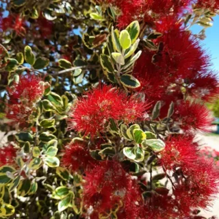 Metrosideros excelsa Variegated