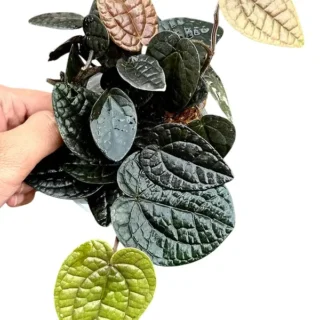 Piper Sp. 'luxurians'