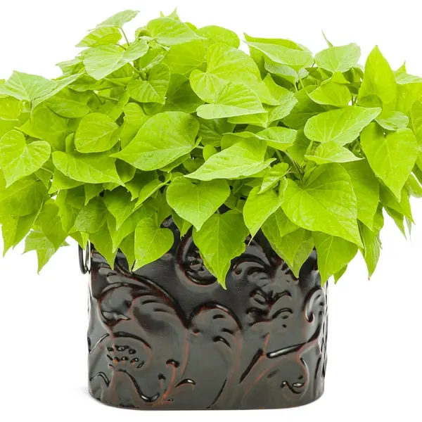 Neon Sweet Potato Vine