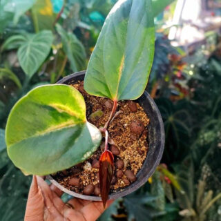 Anthurium Red Portille