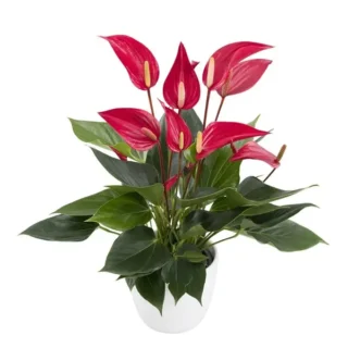 Anthurium Banderola Roja Lilli Red
