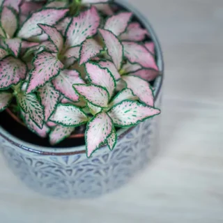 Fittonia Pink Tiger