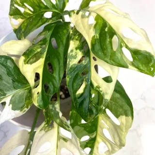 Monstera Obliqua Mayuna Variegated