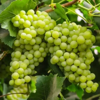 Green Grapes Plant