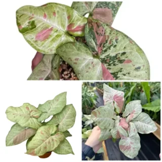 Syngonium Confetti - Combo