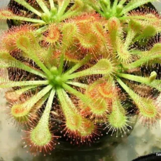 Drosera tokaiensis