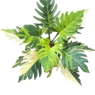 Philodendron Pinnatifidum variegated