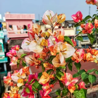 Bougainvillea Golden Sunshine