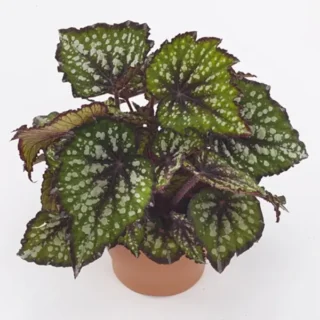 Begonia Bostella