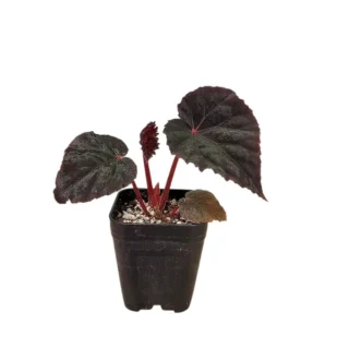 Begonia U485