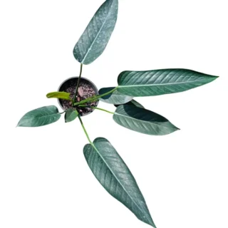 Philodendron David Soni - Rare