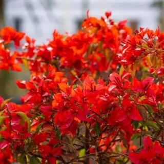 Flame Red Bougainvillea