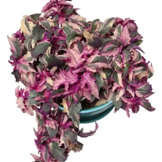 Gynura aurantiaca Variegated, Variegated Purple Velvet Plant