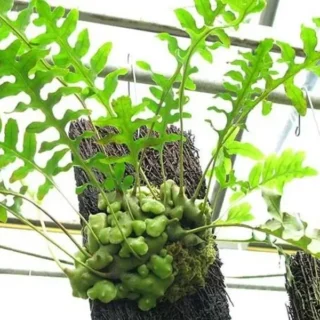 Lecanopteris deparioides