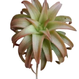 Tillandsia Jumbo