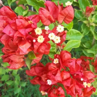 Red Tanglong Bougainvellia