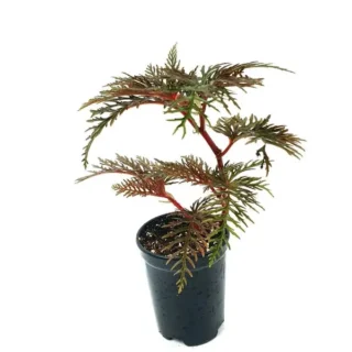 Begonia Bipinatifida