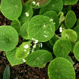 Begonia Sudjanae