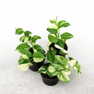 Scindapsus Treubii Albo