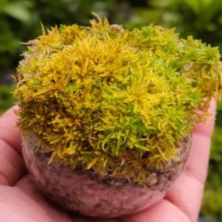 Sphagnum Compactum Moss