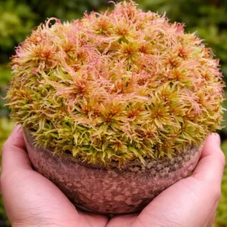 Sphagnum Subnitens Moss