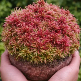 Sphagnum Rubellum Red Moss