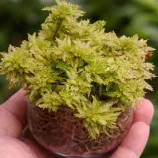 Sphagnum Squarrosum Moss
