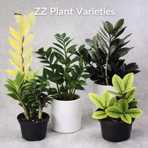 Zz Plants
