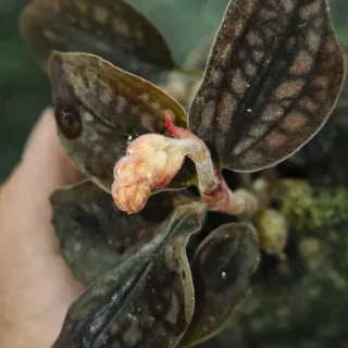 Jewel Orchid Cystorchis Black Verigata