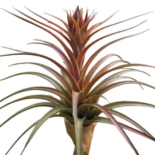 Tillandsia Nellie Rose