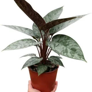 Apoballis 'Purple Sword'