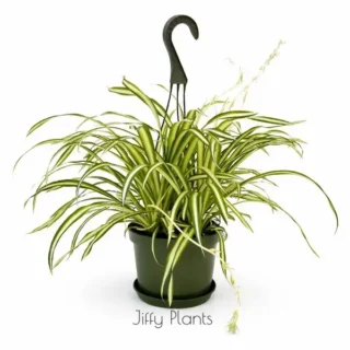 Chlorophytum Comosum, Spider Plant
