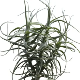 Tillandsia Jequiensis