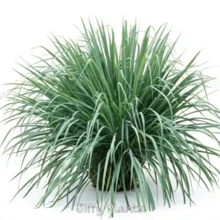 Lemon Grass Plant