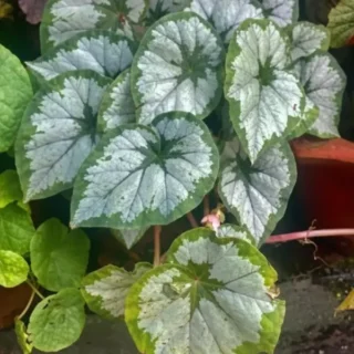 Begonia 'Silver Queen'