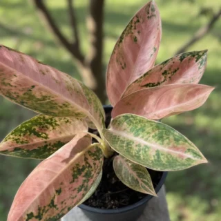 Aglaonema Peach Banana