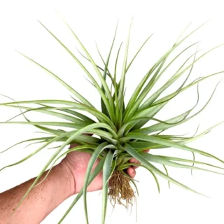 Tillandsia Concolor x Brachycaulos