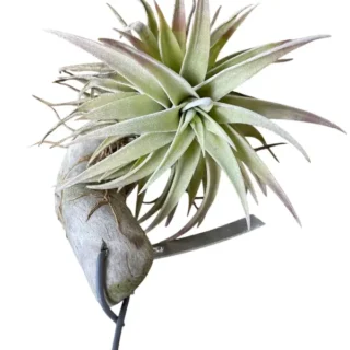 Tillandsia hondurensis