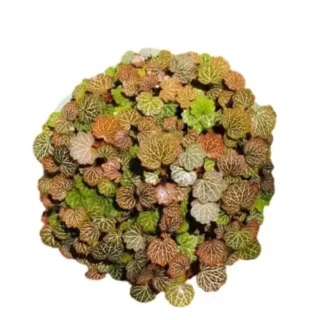 Micro Strawberry Begonia