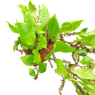 Microsorum linguiforme