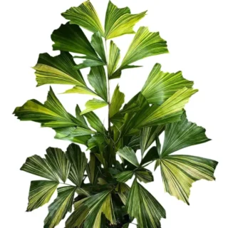 caryota Mitis Tri Colour Variegated