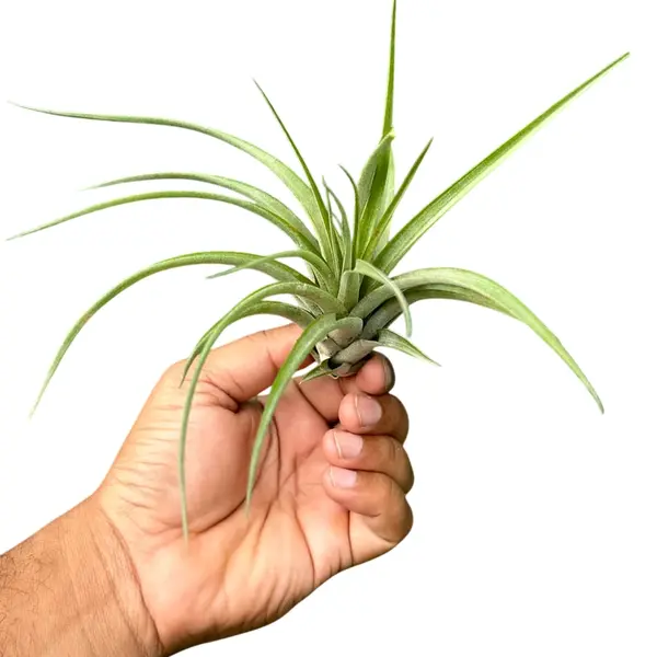Tillandsia Concolor x Brachycaulos