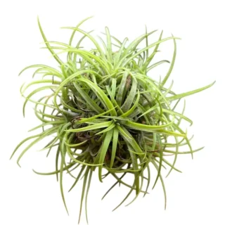 Tillandsia Green Snow