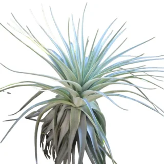 Tillandsia Gardneri