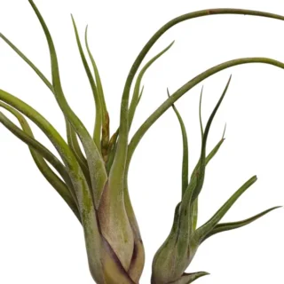 Tillandsia caput medusae