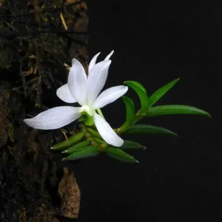 Miniature Orchid Ceratochilus